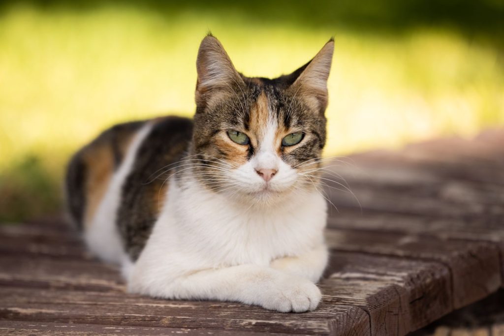 A calico cat with piercing green eyes lounging on a wooden surface outdoors.