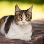 A calico cat with piercing green eyes lounging on a wooden surface outdoors.