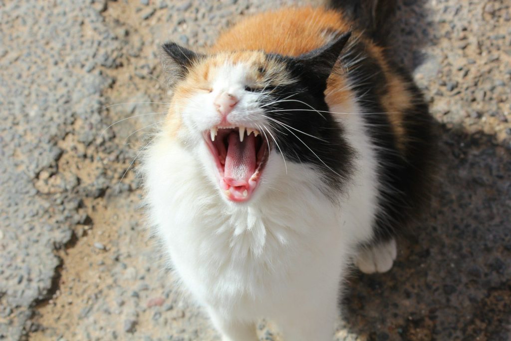 two cats with their mouths open