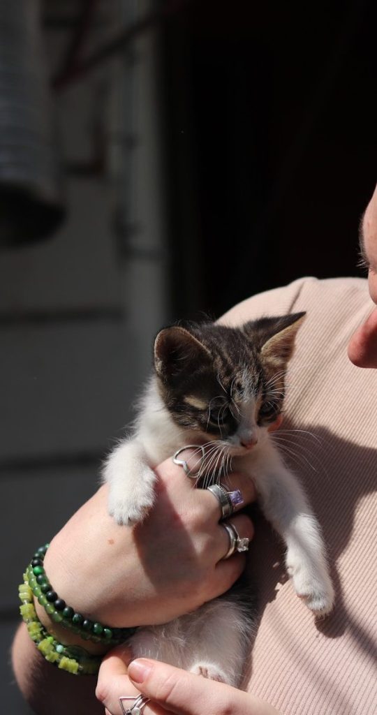 A person holds a cute black and white kitten.