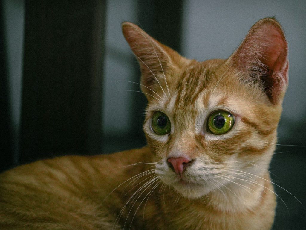 A curious ginger tabby cat with green eyes looks intently.