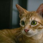 A curious ginger tabby cat with green eyes looks intently.