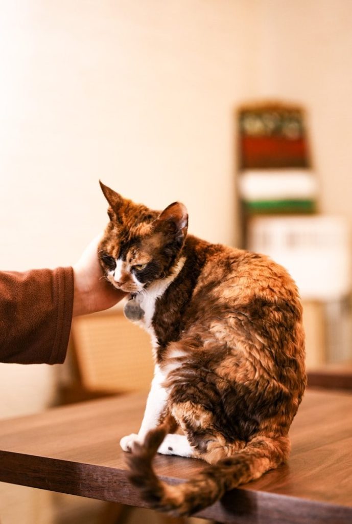 A calico cat being petted on a table
