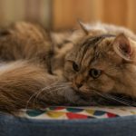 long-furred brown cat