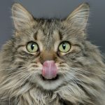 adult brown cat