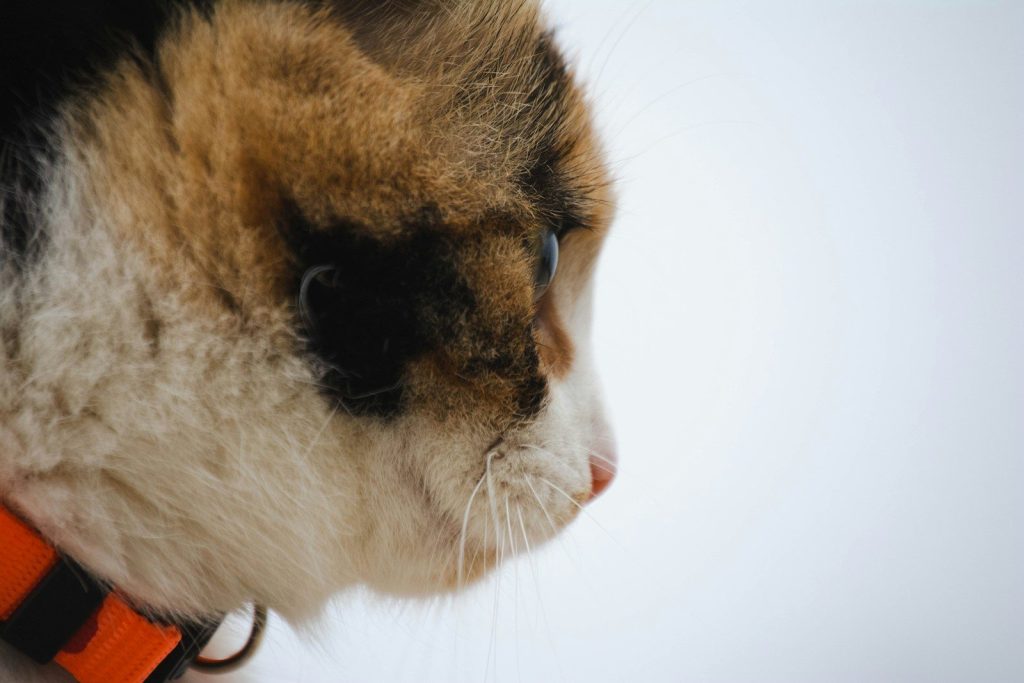 a close up of a cat wearing a collar