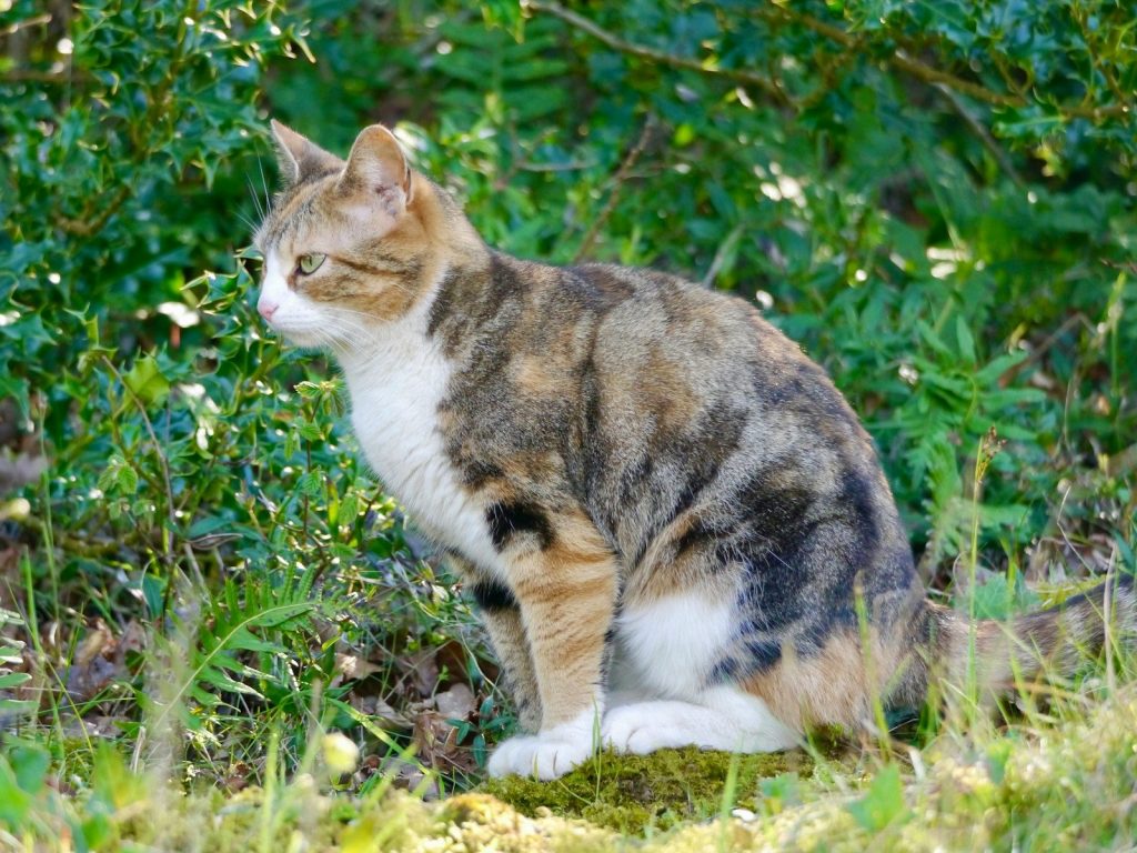 A cat sitting on a rock in the grass