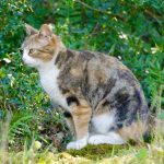 A cat sitting on a rock in the grass