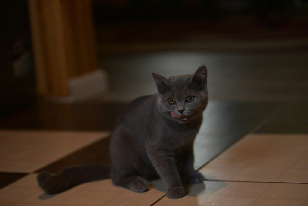 A cat sitting on the floor looking at the camera