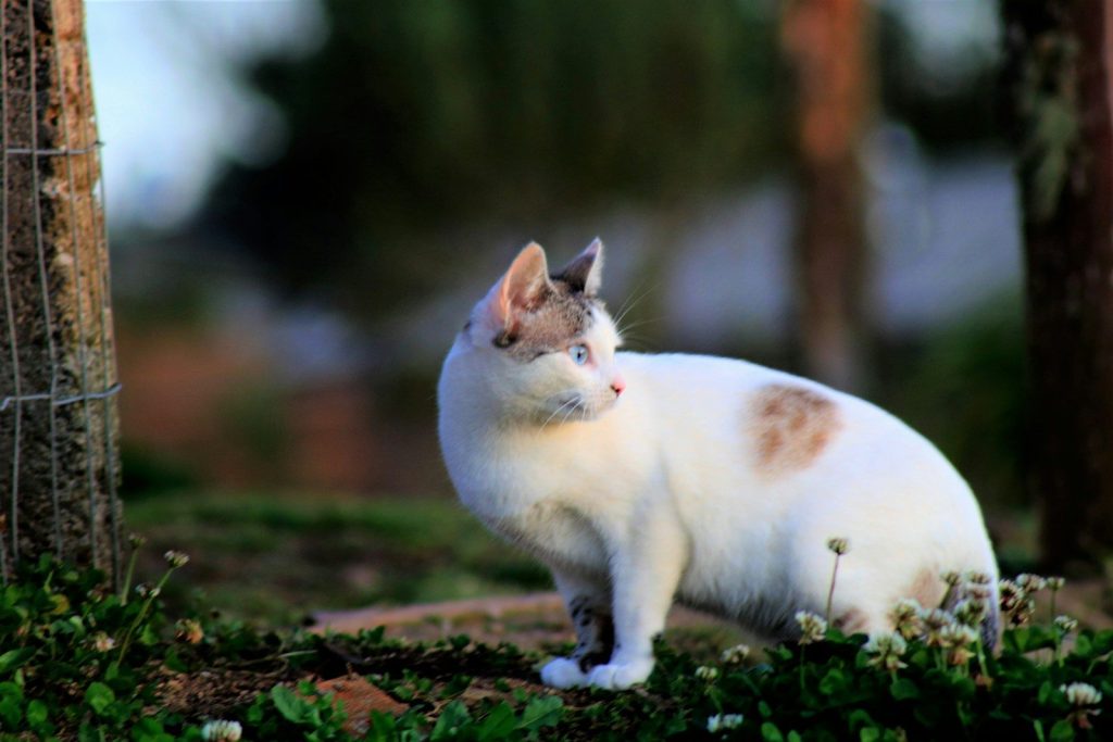 a cat walking on a path