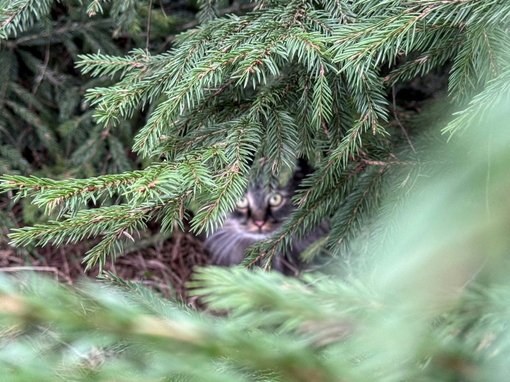 A cat peeking through pine branches