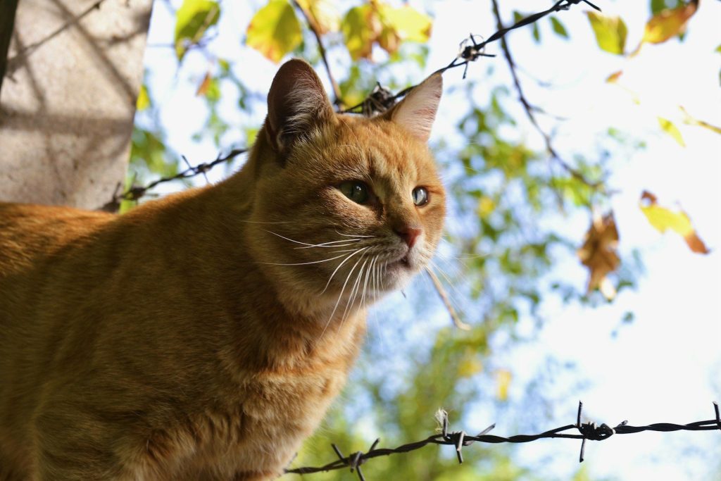 orange tabby cat on tree branch during daytime