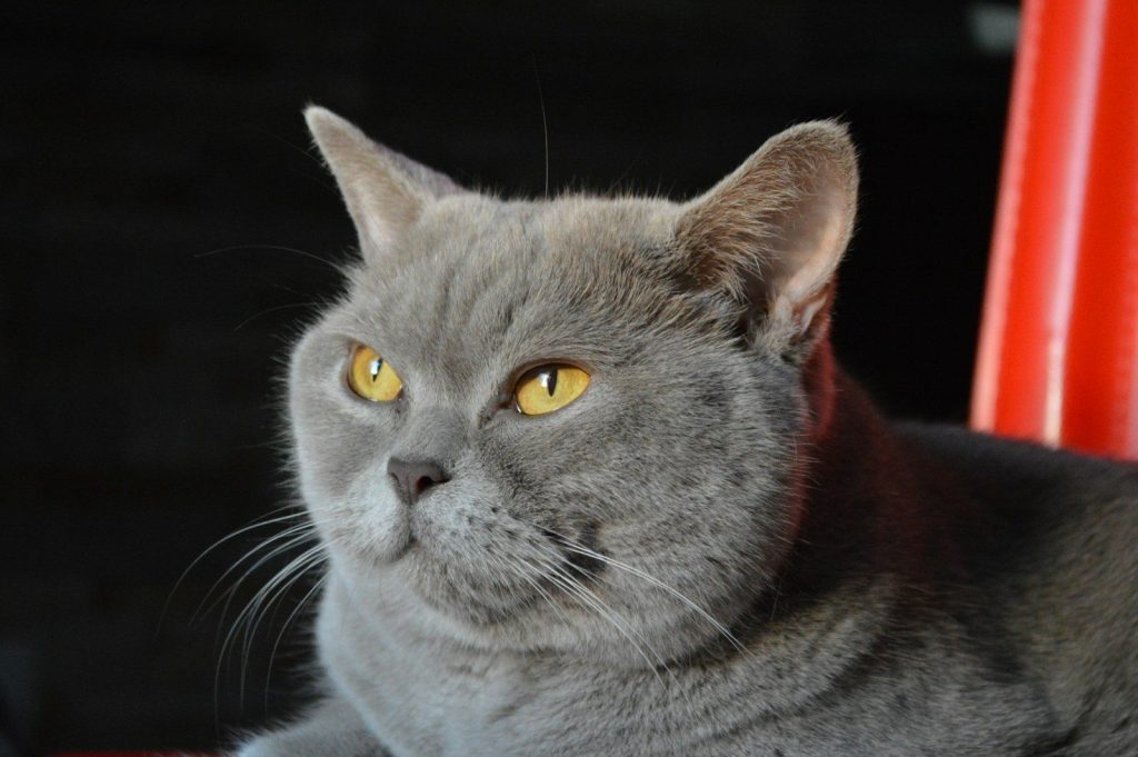 A grey cat with bright yellow eyes