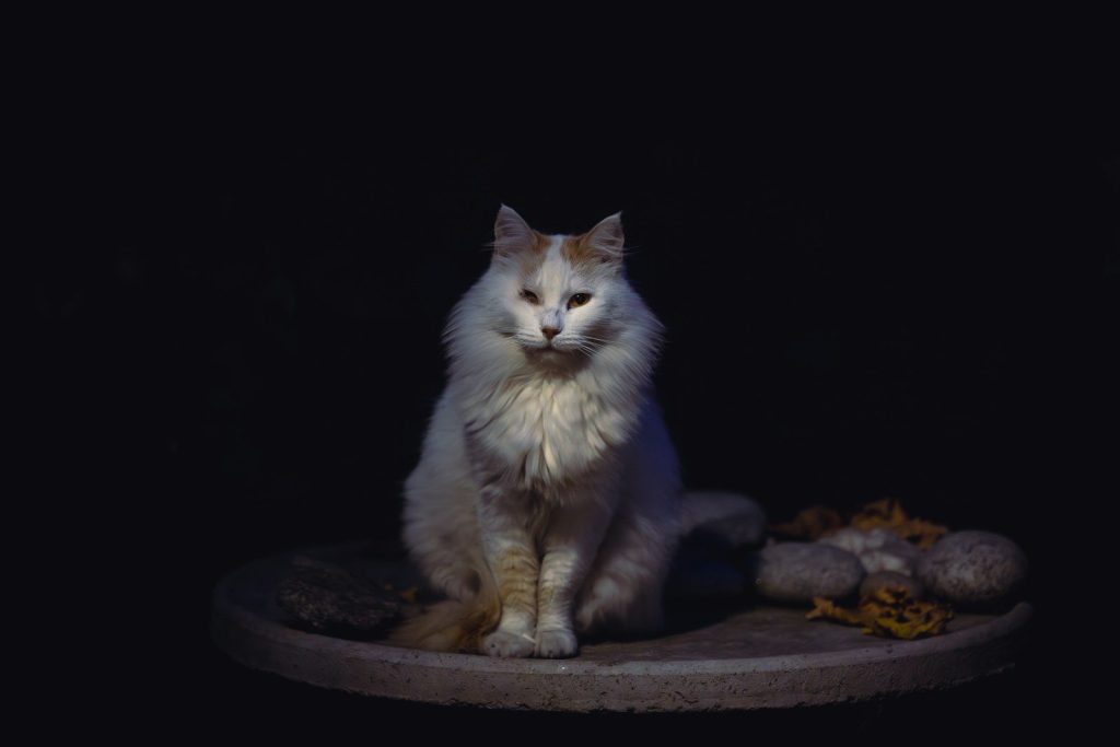 A white cat sits in the dark.