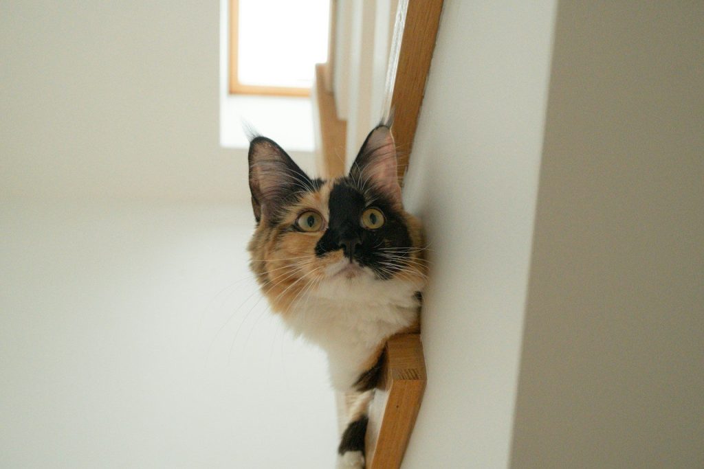 A cat sitting on top of a wooden shelf