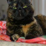 A tortoiseshell cat with green eyes lies on a blanket.