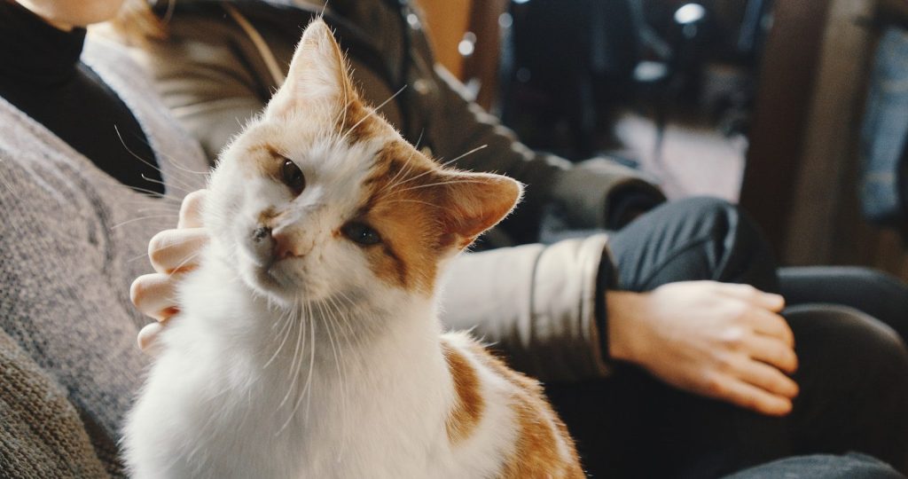 person holding white and orange cat