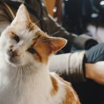 person holding white and orange cat