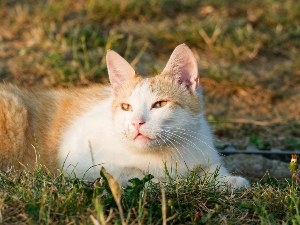 An orange and white cat relaxing in sunlit green grass.