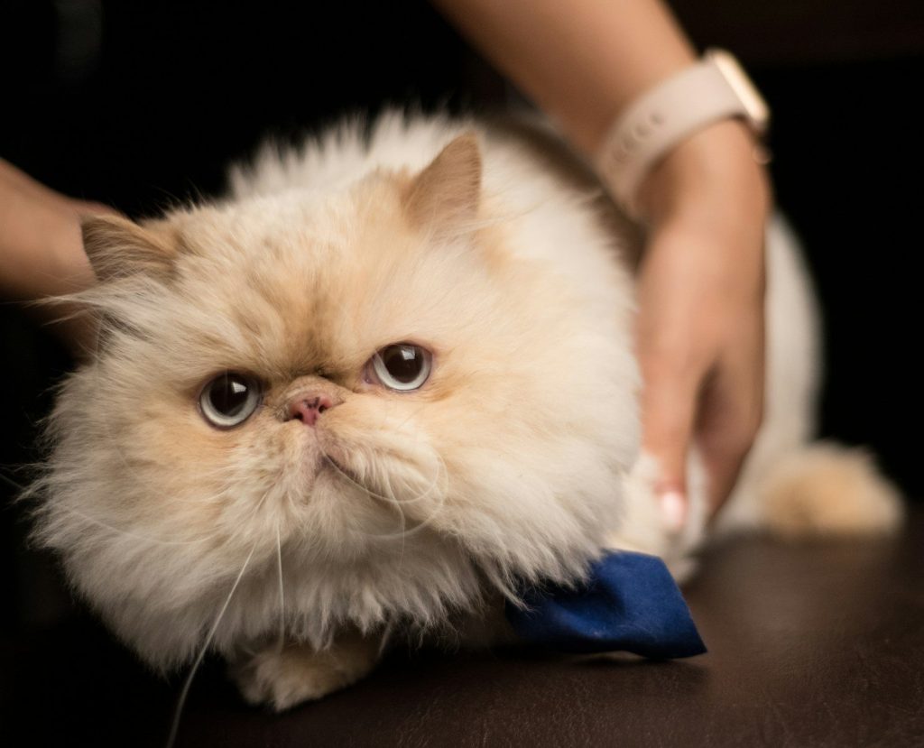 a cat with a blue tie around it's neck
