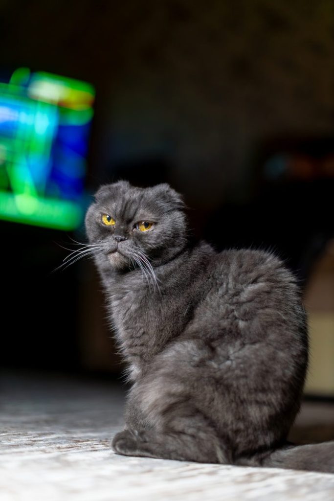 A grumpy grey scottish fold cat sits indoors.