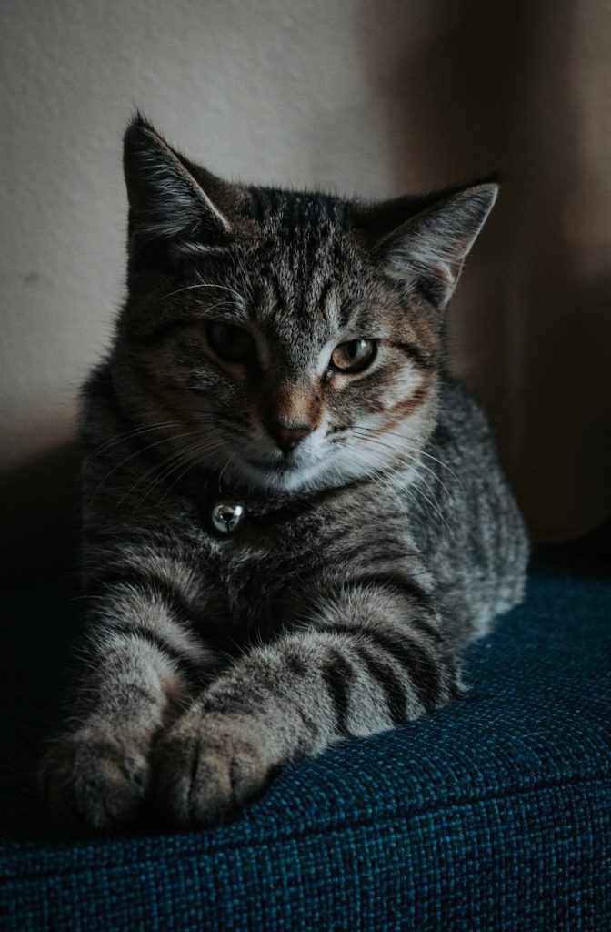 a cat is sitting on a blue couch