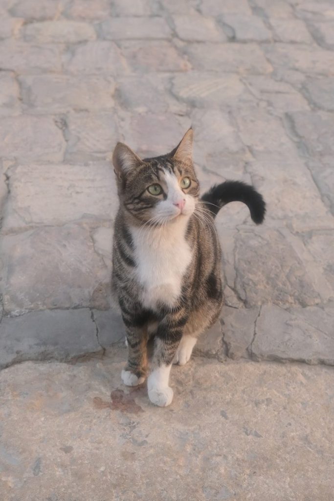 A tabby cat with white chest walks on cobblestones