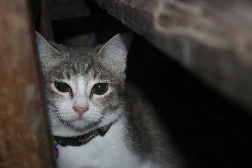 a grey and white cat sitting under a table