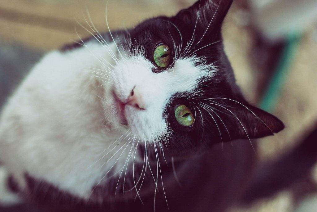 A black and white cat with green eyes looking up
