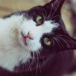 A black and white cat with green eyes looking up
