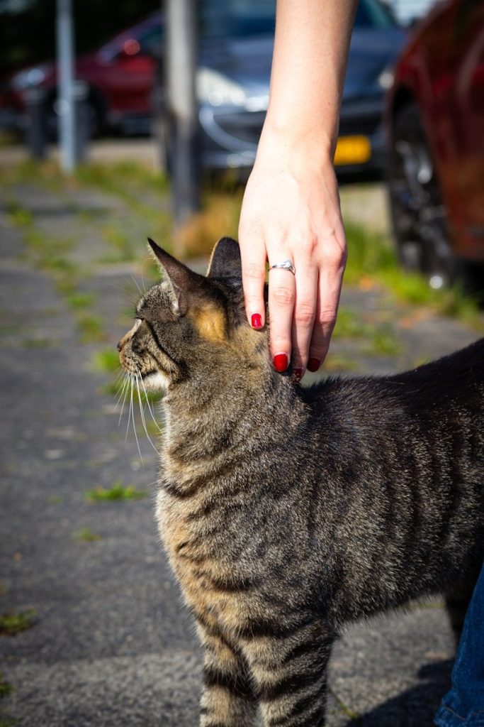 a person petting a cat on the street