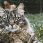 Maine coon cat lying on grass