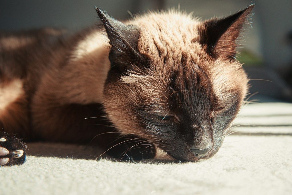 brown and black cat lying on white textile