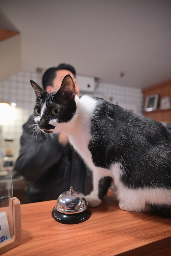 a black and white cat standing on top of a table
