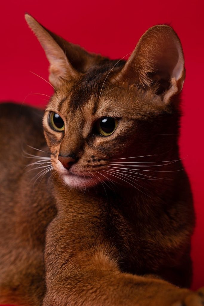 a cat with a sad expression