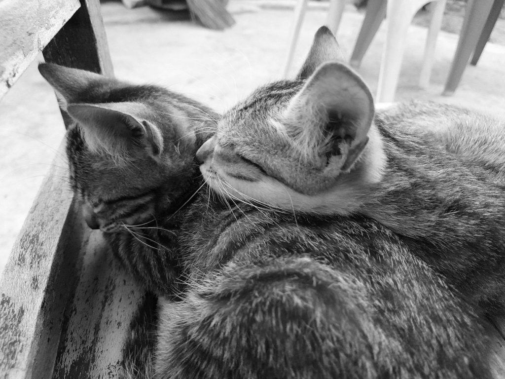 a couple of cats cuddling