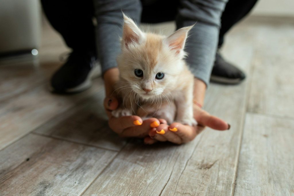 a person holding a small kitten in their hands