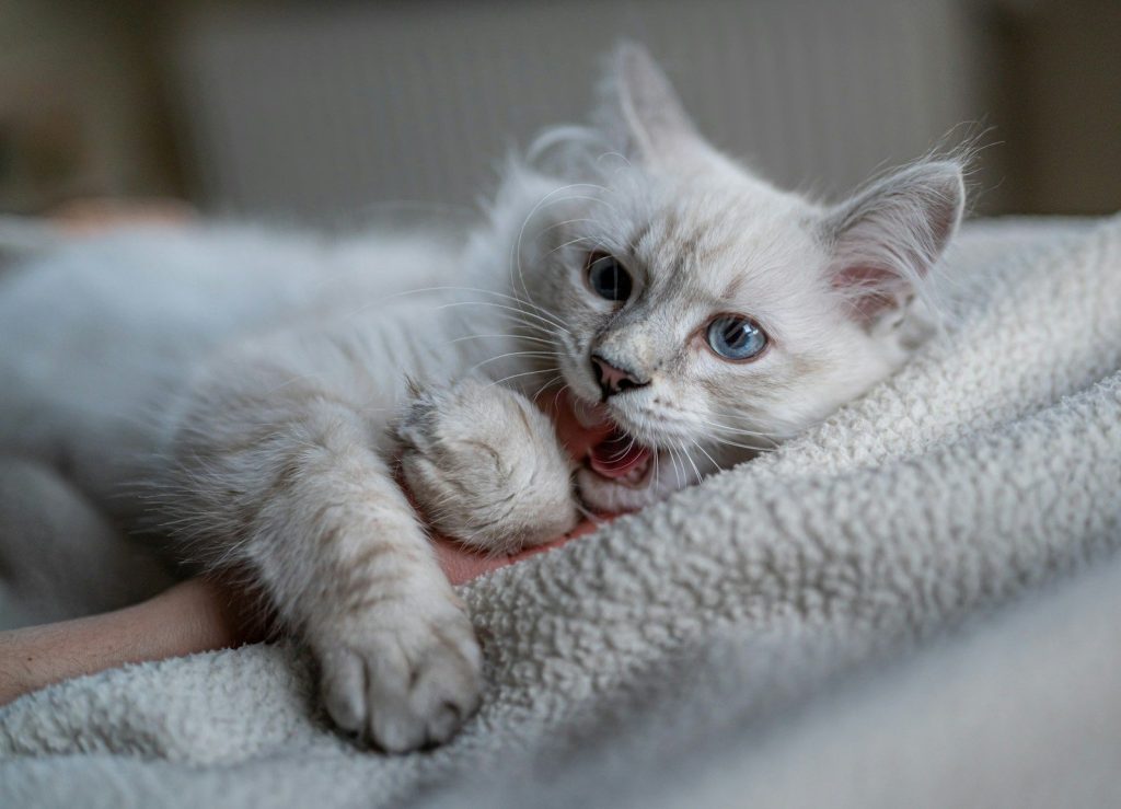 white cat lying on white textile