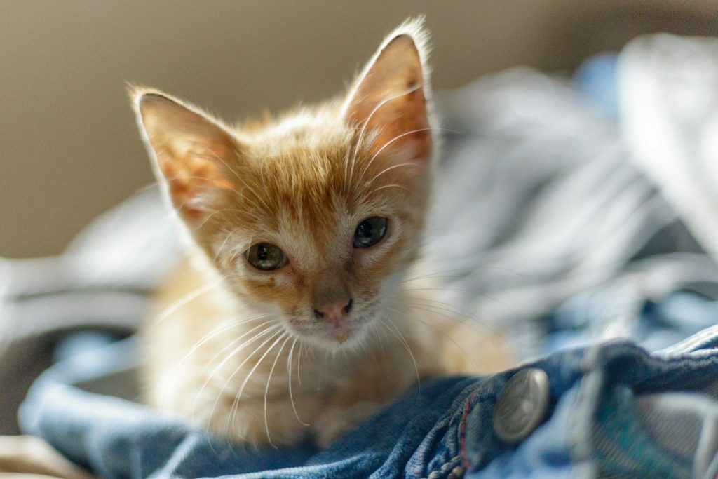 selective focus photography of orange kitten