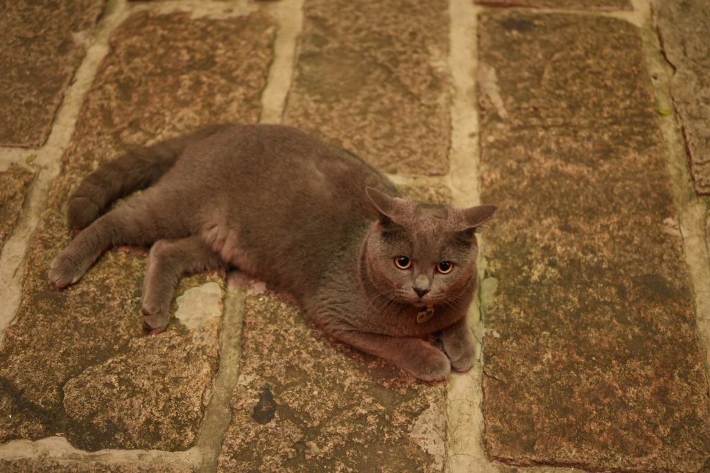A gray cat lying on a stone floor