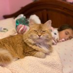 orange tabby cat on bed near child sleeping