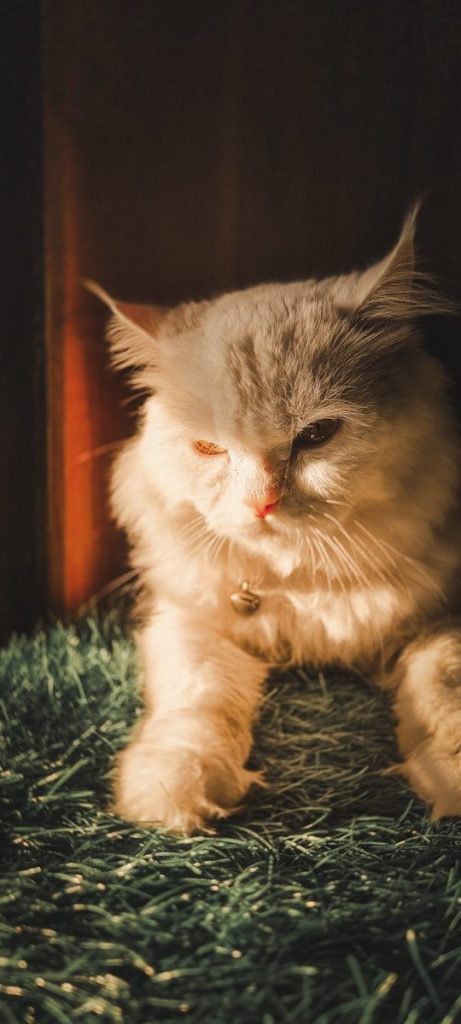 a grey and white cat laying on top of a green carpet