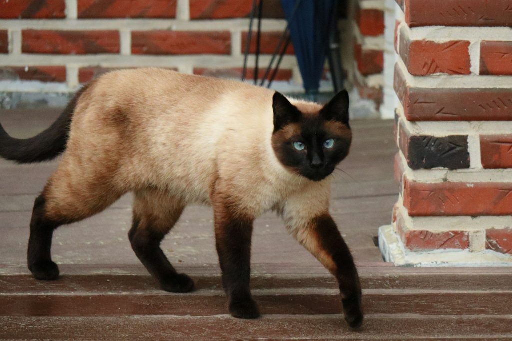 A siamese cat is walking near brickwork.