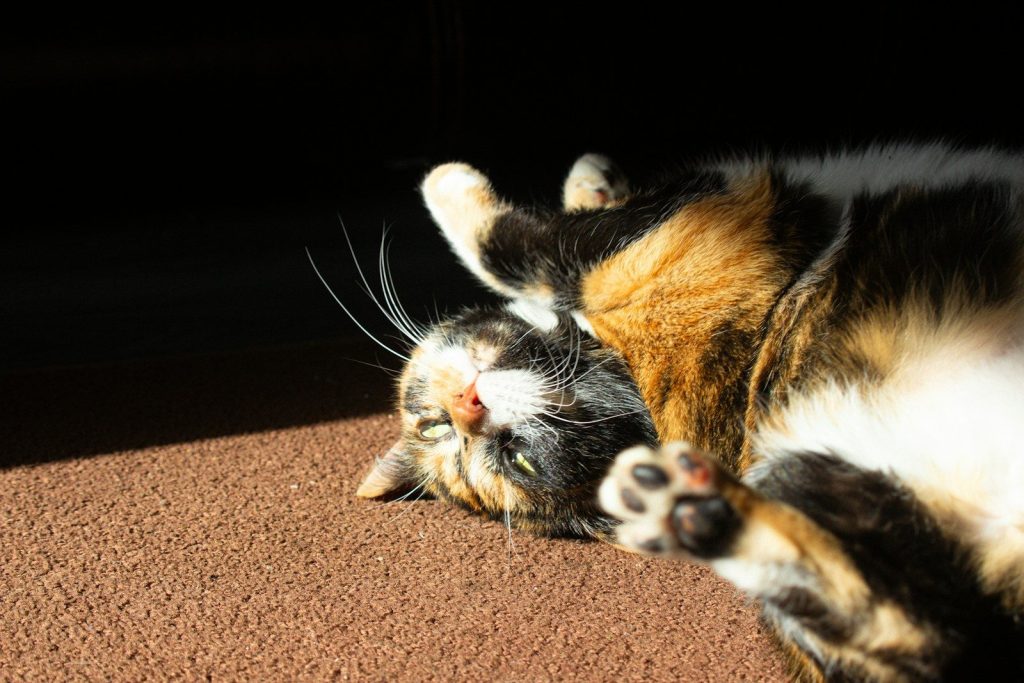 A calico cat sleeps on its back in sunlight.