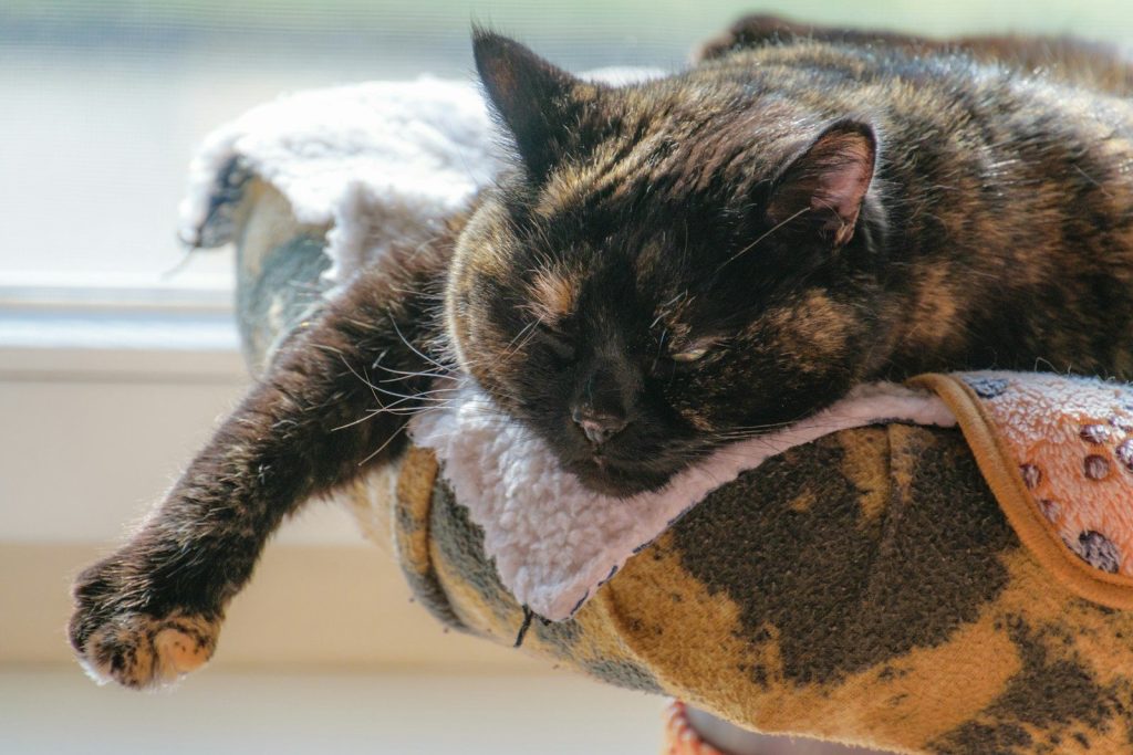 A tortoiseshell cat sleeps peacefully on a soft cushion.