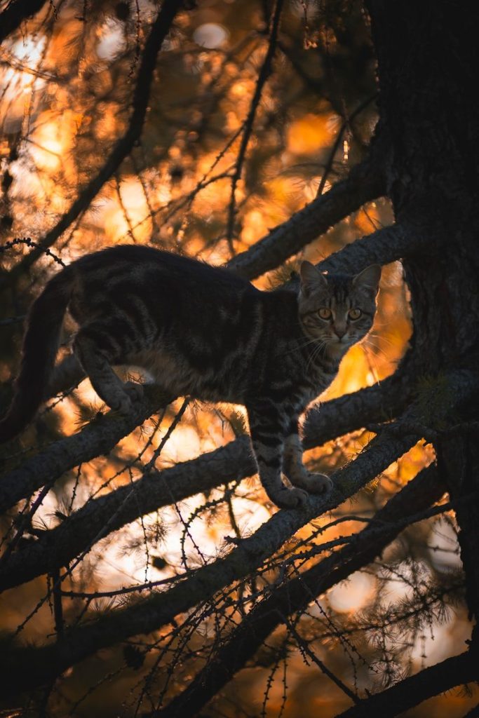 A cat climbs a tree amidst golden light.