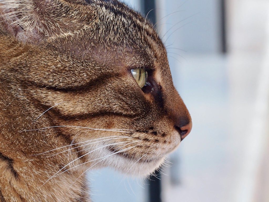 a close up of a cat looking out a window
