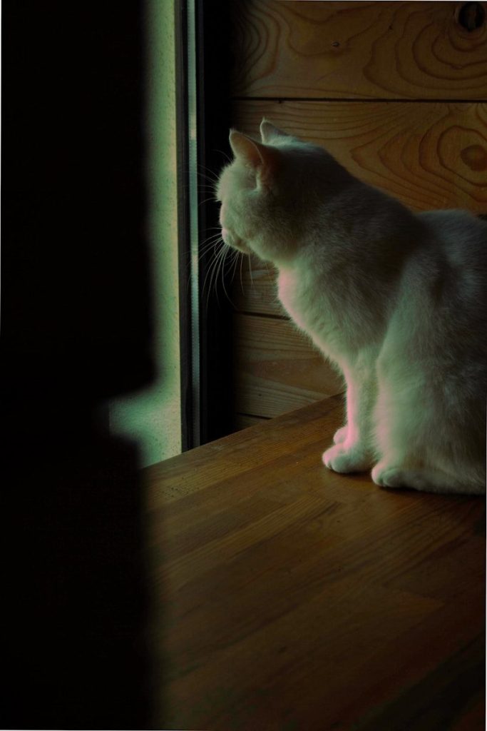 a white cat sitting on top of a wooden floor