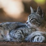 A relaxed tabby cat is lounging outside.