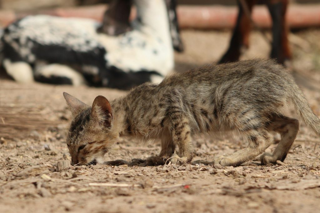 A cat that is standing in the dirt